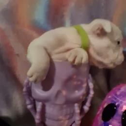 Bulldog Puppies from B-Hive Bulldogs