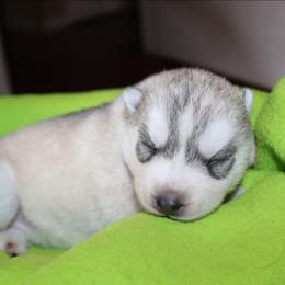 Orange - Gray and white female Siberian Husky puppy in Le Sueur, Minnesota from Tevana Siberians LLC