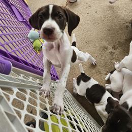 Razzle - White and liver female German Shorthaired Pointer puppy in Hawley, Texas from Wood Farmstead