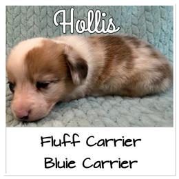 Hollis(fluff and bluie carrier) - Red merle and white female American Corgi puppy in Scottown, Ohio from Wyndy Ridge Corgis