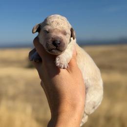 Bruce - Parti male Goldendoodle puppy in Millville, California from Hope Lane Kennels