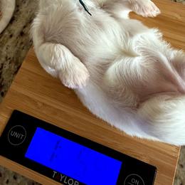 Turquoise - White female Shih Tzu puppy in Yorba Linda, California from AKC Registered Purebred Shihtzus