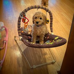 Goldendoodle Puppies from Ming’s Dynasty Doodles