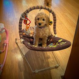 Goldendoodle Puppies from Ming’s Dynasty Doodles
