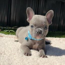Zephyr - Blue male French Bulldog puppy in Miami, Florida from Haus of Pawz