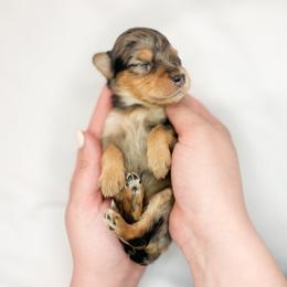 Fern - Blue merle female Aussiedoodle puppy in Orleans, Indiana from Mae Blossom Puppies
