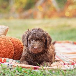 Bean - Brown and white male Aussiedoodle puppy in Roebuck, South Carolina from Dani's Dandy Doodles