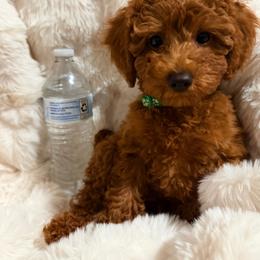 Green boy - Red  male Poodle puppy in Saginaw, Texas from Pawcious Poodles