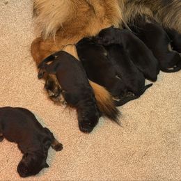 Female 3 (Full AKC) - Black and red female German Shepherd puppy in Winchester, Kentucky from Drache Feld