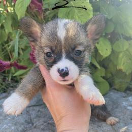 Pembroke Welsh Corgi Puppies from Circle D Corgis