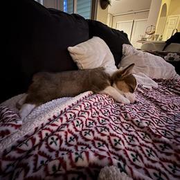 Pembroke Welsh Corgi Puppies from McGovern Family Corgis