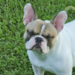American Bulldogs and French Bulldogs from Slumski's Bulldogs