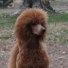Endora - Poodle