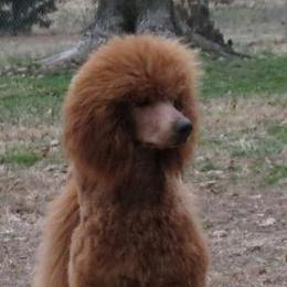 Endora - Poodle