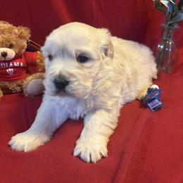 Madden - Light golden male Golden Retriever puppy in Grant County, Indiana from On The Sunny Side Pavey Farms