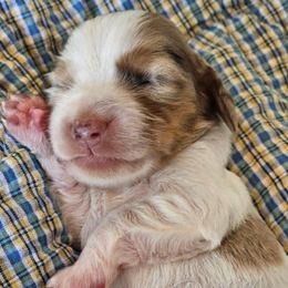 Bumper - Dapple male Dachshund puppy in Panama City, Florida from Harbor Doxies