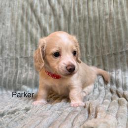 Parker - Cream male Dachshund puppy in Janesville, California from Elysian Creek Doxies