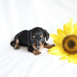 Daisy - Black and tan female Dachshund puppy in Fredericksburg, Ohio from William's Dachshunds