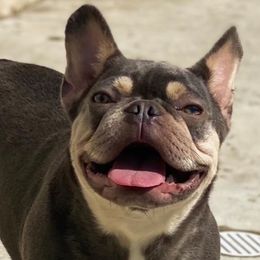 French Bulldogs from Quarter Size Frenchies