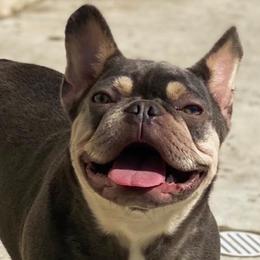 French Bulldogs from Quarter Size Frenchies