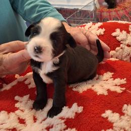 Lumi - Black and white female Tibetan Terrier puppy in Medford, New Jersey from Arkeden Tibetan Terriers