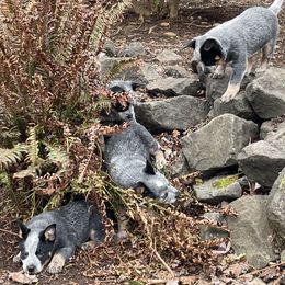 Australian Cattle Dog Puppies from 4Directions Cattle Dogs
