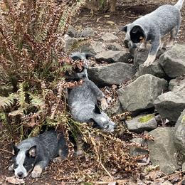 Australian Cattle Dog Puppies from 4Directions Cattle Dogs