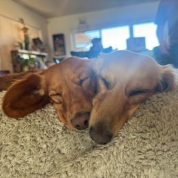 Dachshund puppies from Agape Dachshunds