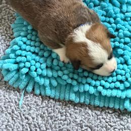 Blue collar - Sable male Pembroke Welsh Corgi puppy in Wheatland, California from Emerald Corgis