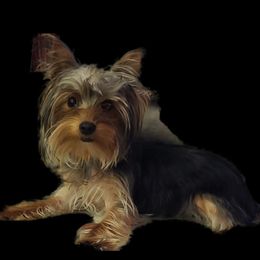 Dolly - Yorkshire Terrier