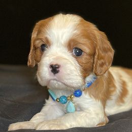 Rio - Blenheim male Cavalier King Charles Spaniel puppy in Ridgeville, South Carolina from Misty Meadow Cavaliers