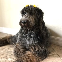 Fiona - Goldendoodle