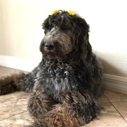 Fiona - Goldendoodle