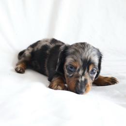 Tessa - Dapple female Dachshund puppy in Fredericksburg, Ohio from William's Dachshunds