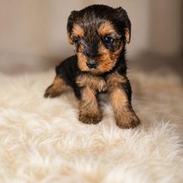 Duke - Black and tan male Yorkshire Terrier puppy in Broxton, Georgia from More Than Family