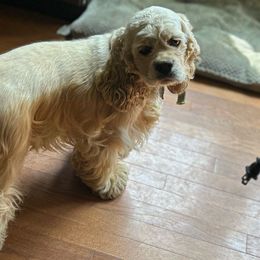 Bella - Cocker Spaniel
