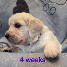 Purple girl - Light golden female Golden Retriever puppy in Albuquerque, New Mexico from Teeter's Desert  Goddess Goldens