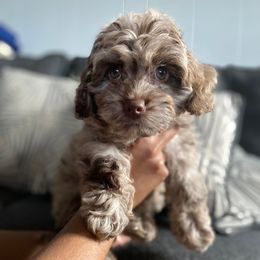 Australian Labradoodle, Cavapoo, and Cockapoo Puppies from Faith, Hope, and Doodles