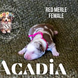 Acadia - Red merle female Miniature American Shepherd puppy in Ferndale, California from Lost Coast Aussies