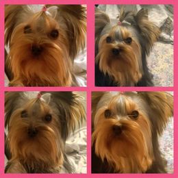 Yorkshire Terrier Puppies from Empress Kiss Yorkies
