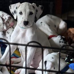 Bluey - White and black male Dalmatian puppy in Hastings, Florida from Love My Spotty Dalmatians