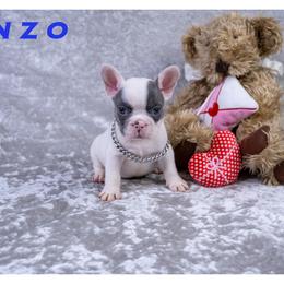 Enzo - White male French Bulldog puppy in Denison, Texas from Lovemyfrenchies – Stoddard Frenchbulldog's