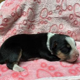 Mandy - Black tri female Miniature Australian Shepherd puppy in Signal Mountain, Tennessee from D & D Miniature and Toy Australian Sheppards