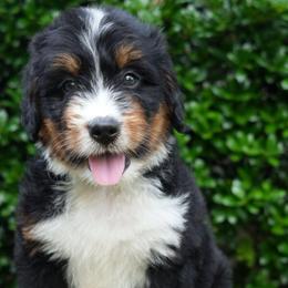 Marcel - Tri-color male Bernedoodle puppy in Folsom, Louisiana from DoodlesFarmCo