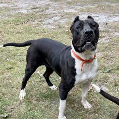 Cruella - Perro de Presa Canario