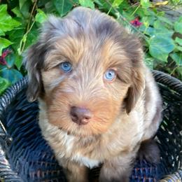 Tanzanite - male Australian Mountain Doodle puppy in Port Orchard, Washington from Yukon Harbor Doodles