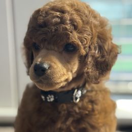 Hugo - Red  male Poodle puppy in Yelm, Washington from Serendipity Miniature Apricot Poodles