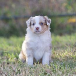 Harvest - Red merle male Miniature American Shepherd puppy in Stephenville, Texas from Diamond H Aussies