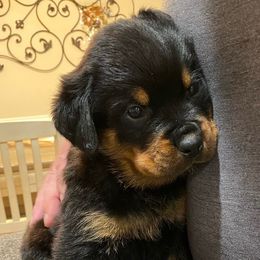 Rottweiler Puppies from CenturionOne LLC