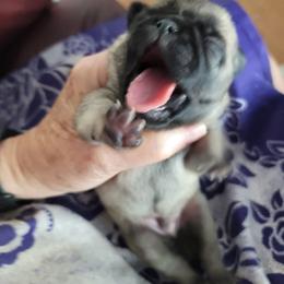 Boy 5 dark fawn - Fawn male Pug puppy in Phoenix, Arizona from Pug Place Phoenix